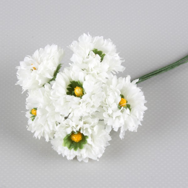 Bellisblüte 30mm, 6 Stück/Bund